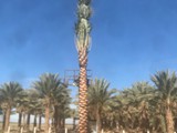 2018 date palms (1)
