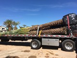 Date Palms available 
